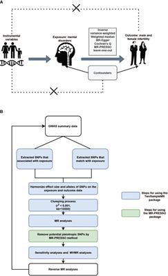 A bidirectional causal relationship study between mental disorders and male and female infertility